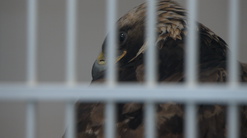 Montana Raptor Conservation Center in Bozeman sees more birds with lead poisoning