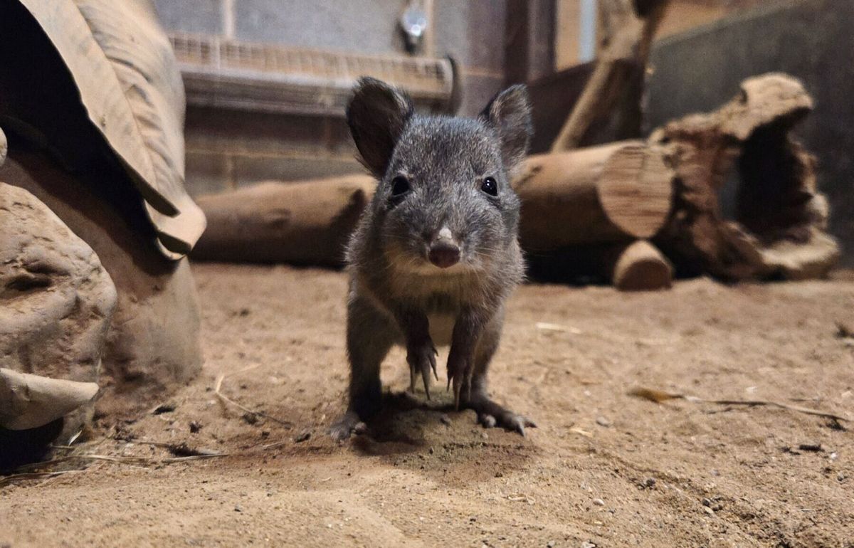 Rare new animal arrives at family-run farm