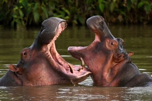 Indian billionaire's son offers home for Escobar's hippos