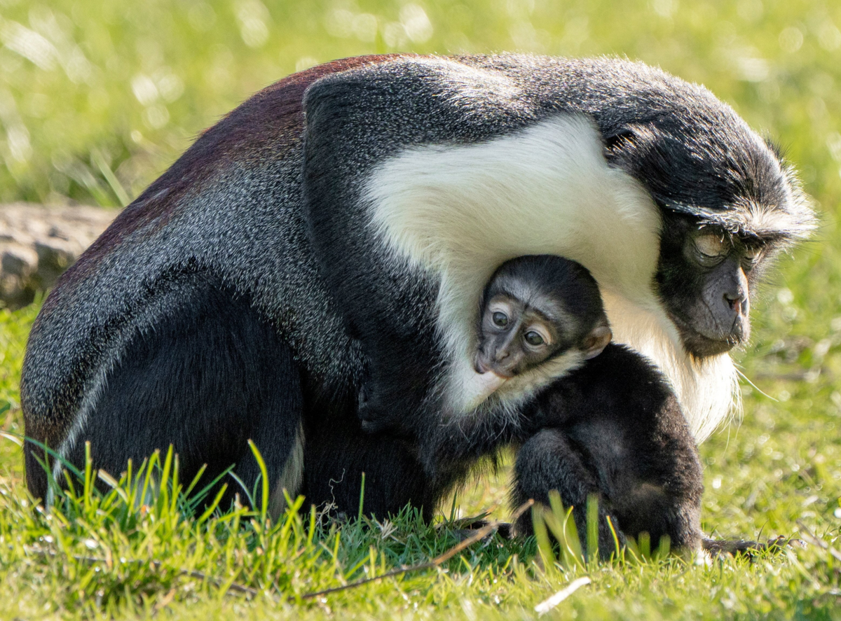 Rare monkey gives birth months after major foot surgery