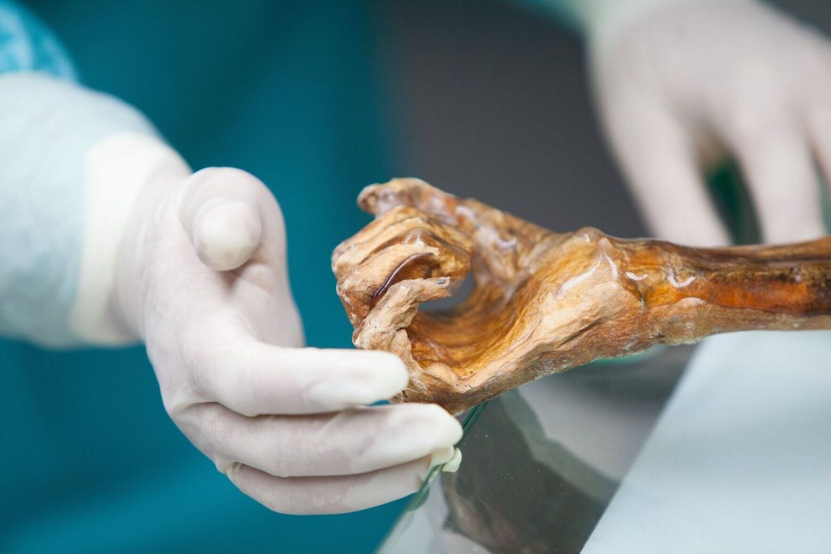 Contents of 5,300-year-old Ötzi the Iceman’s body revealed