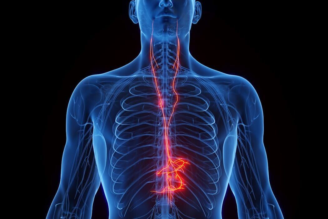 Vagus nerve stimulation shows promise as a way to counter Alzheimer’s disease- and age-related memory loss