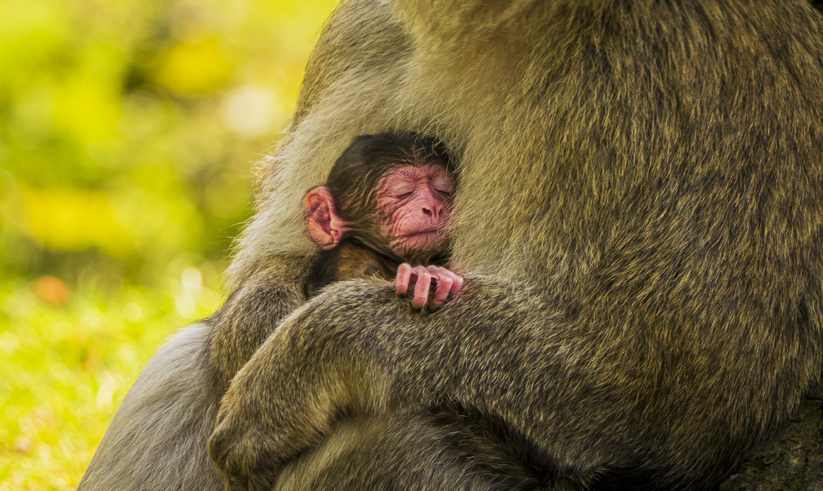 Endangered baby barbary macaques born at monkey forest