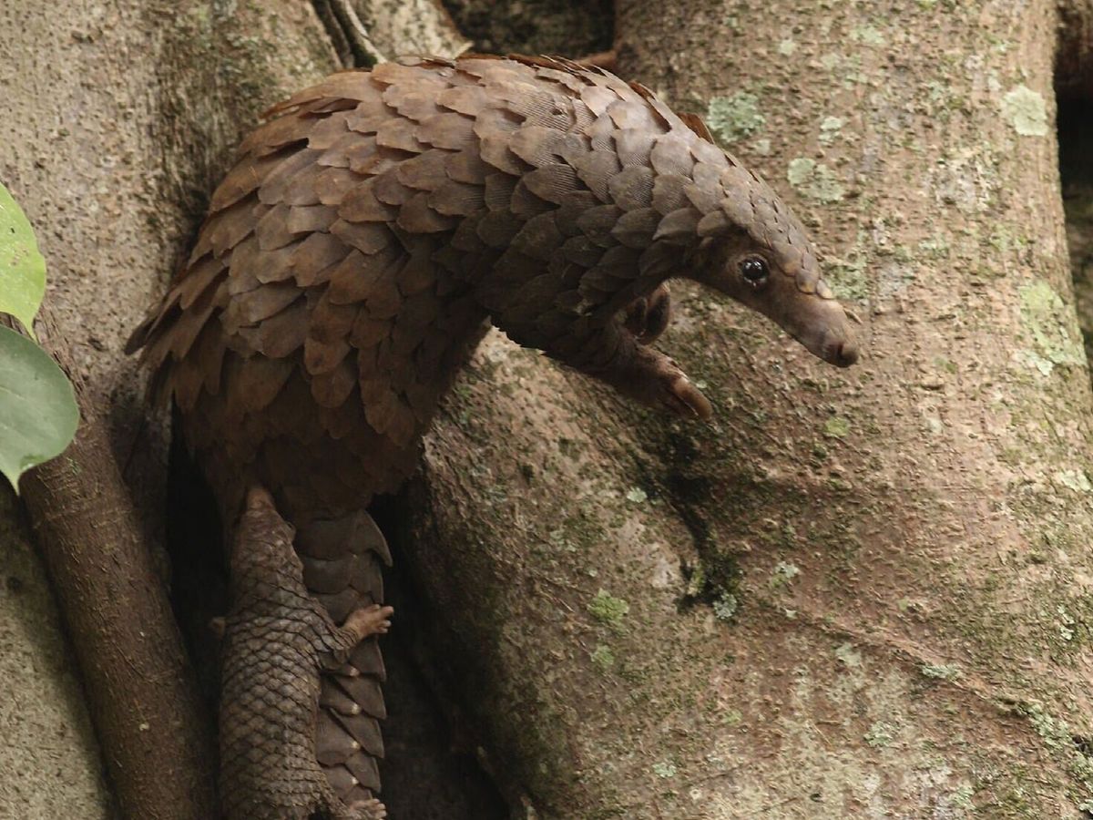 Tiny DNA samples could help crack down on illegal wildlife trafficking
