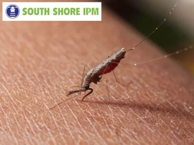 South Shore IPM Emphasizes Routine Exterior Barrier Treatments to Stop Household Pests in Kingston