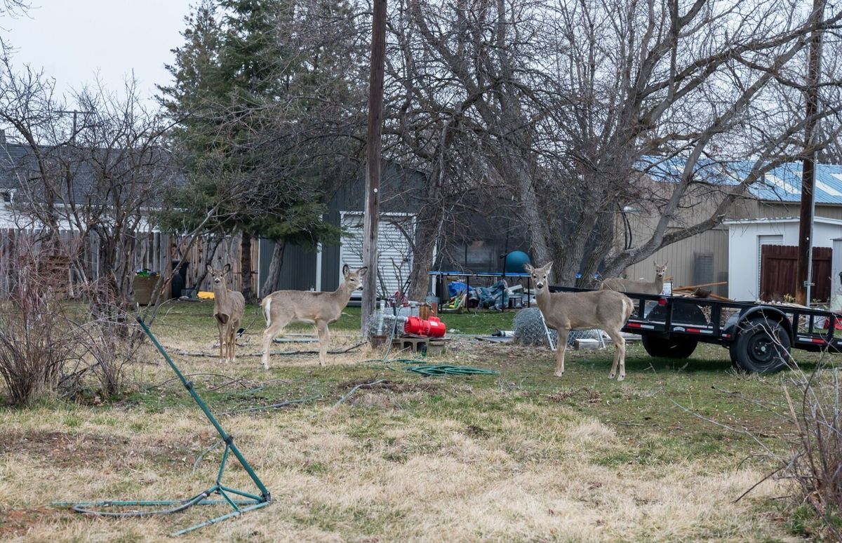 Hamilton officials mull options to control urban deer population
