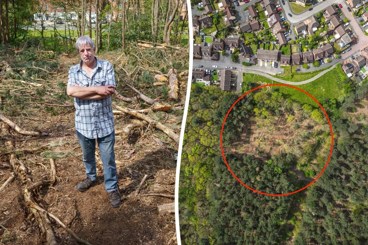 Workers chop trees in famous Sherwood Forest from Robin Hood