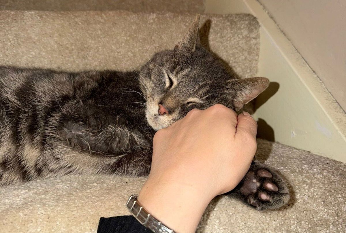Missing cat reunited with owner five years after being ‘cat napped’