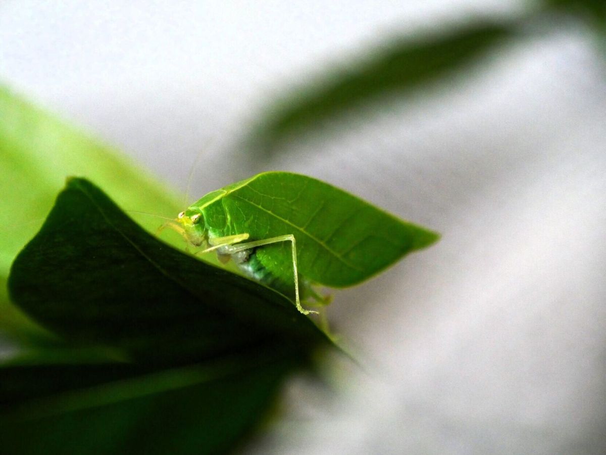 Insect uses its leaf-like camouflage to attract potential mates