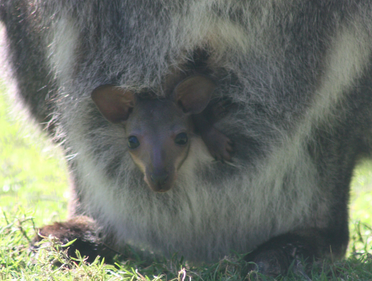Wallaby joey pops head out of pouch for first time this spring