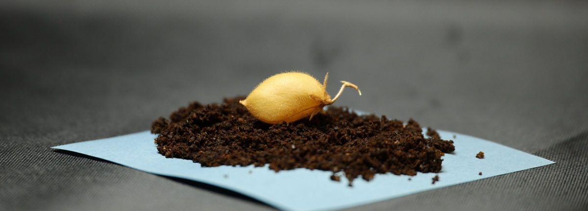 Chickpeas grown and harvested using dirt from moon for first time