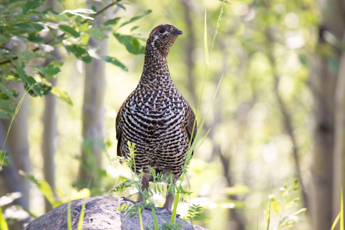 Fall Hunting for Grouse