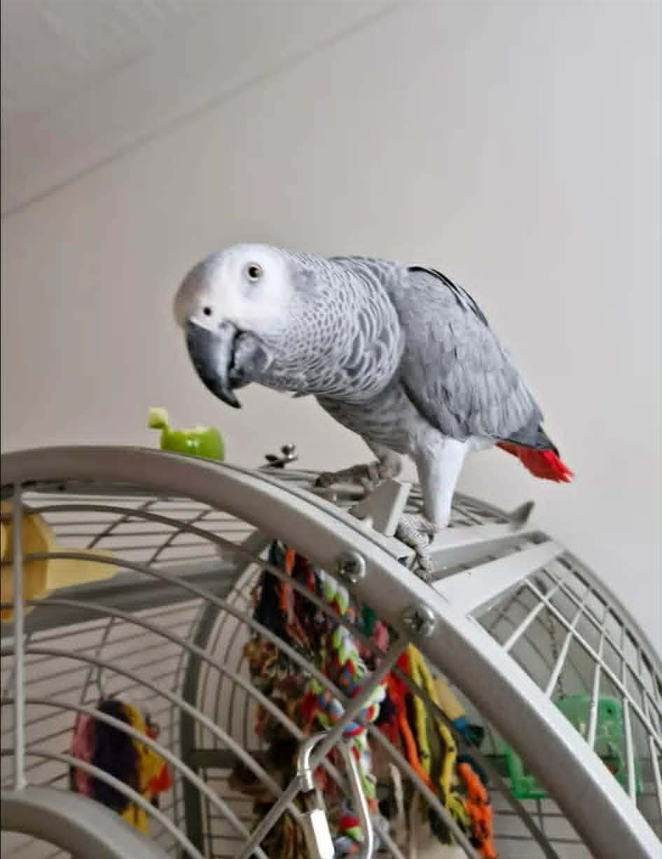 Parrot known for whistling cheeky songs gone missing