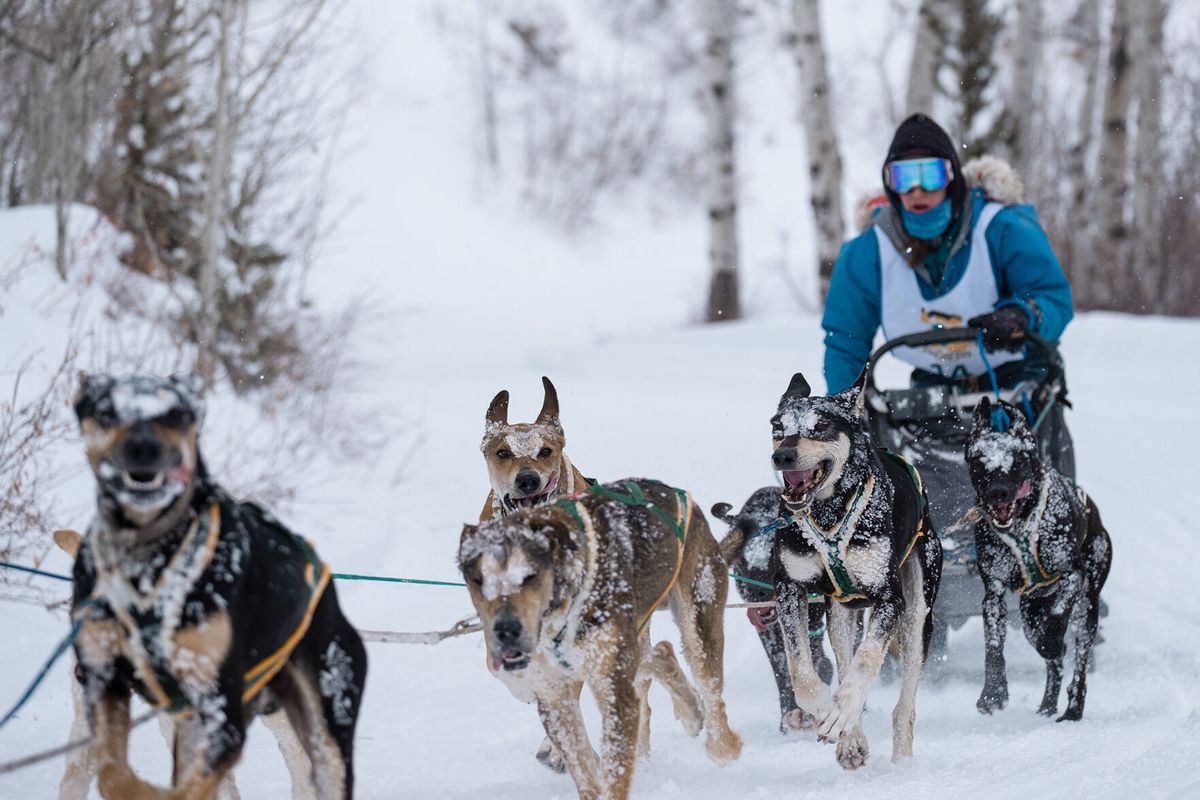 By the Will of the Dog: How one student and eight dogs race across hundreds of frigid miles