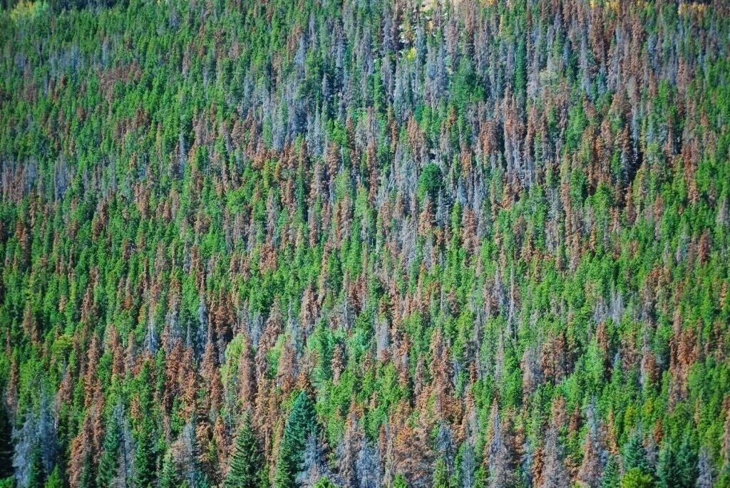 Pages devoted to climate change have disappeared from key Yellowstone guidebook