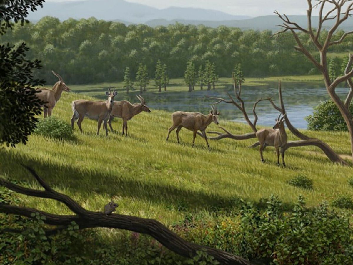 Fossils reveal how ancient cattle roamed Earth 4 million years ago
