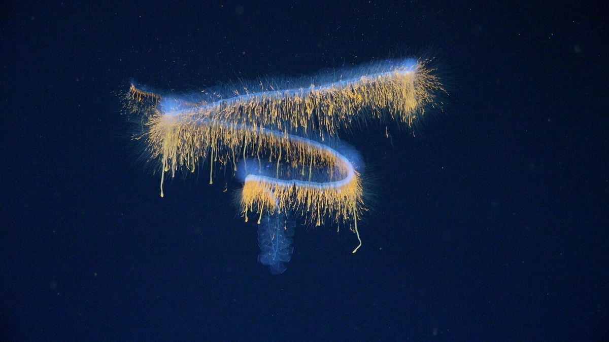 Deep-sea mission uncovers 31 new species