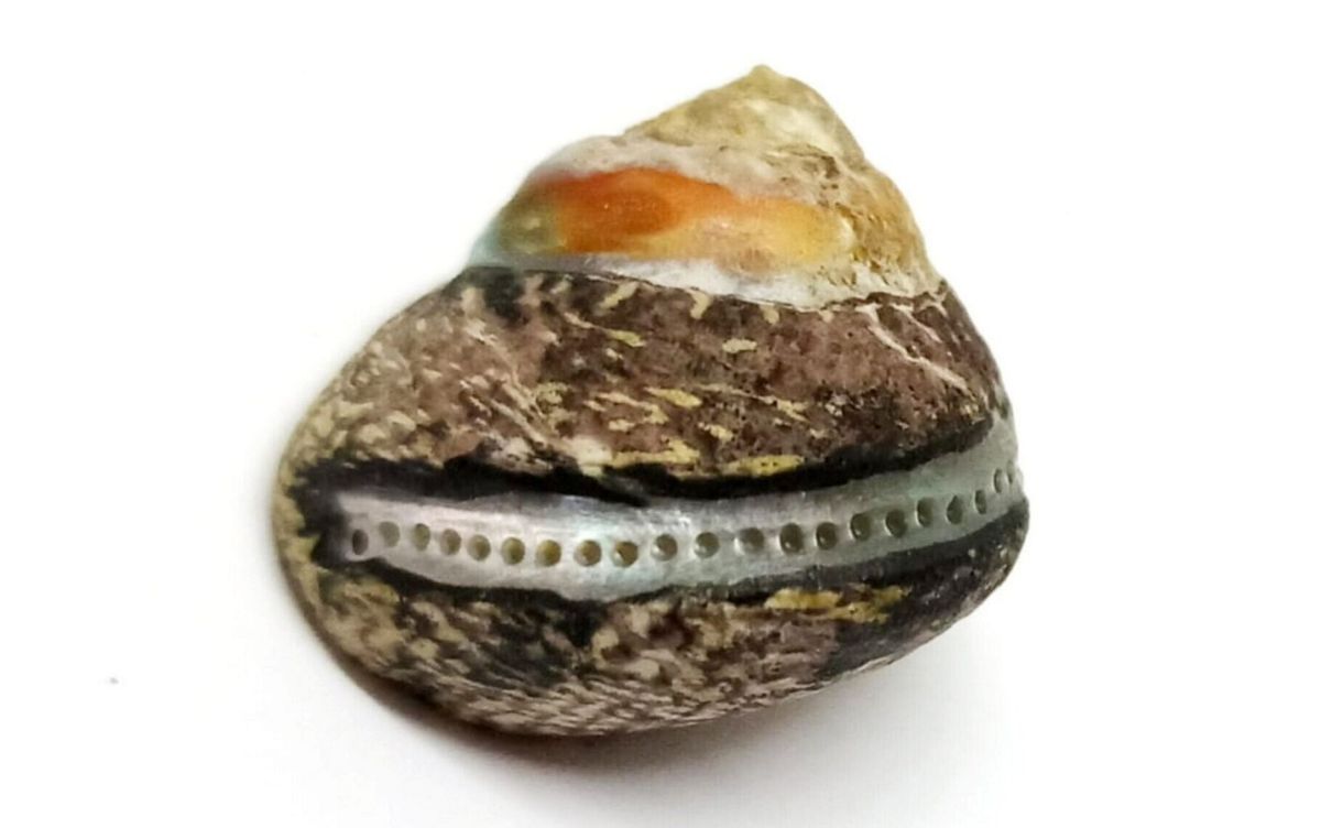 Research shows Neanderthals gathered shellfish like modern humans