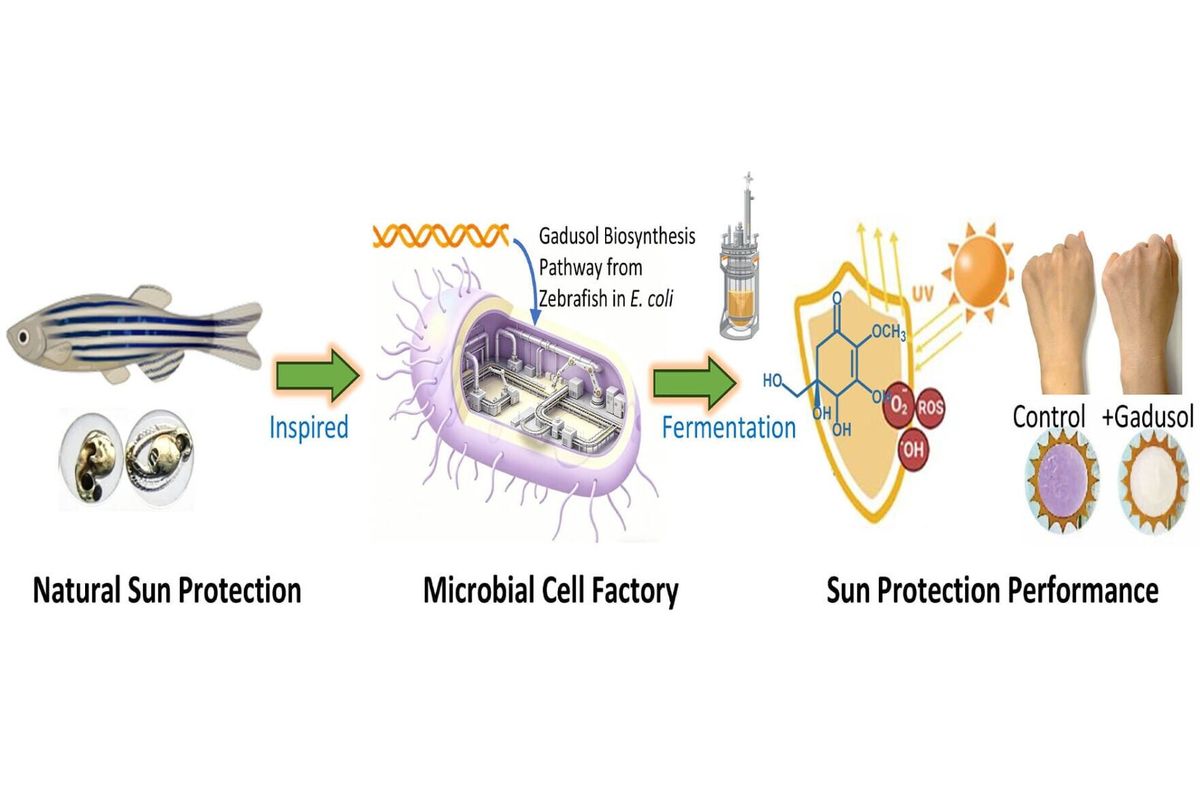 Scientists working on ‘green’ sunscreen using E. coli