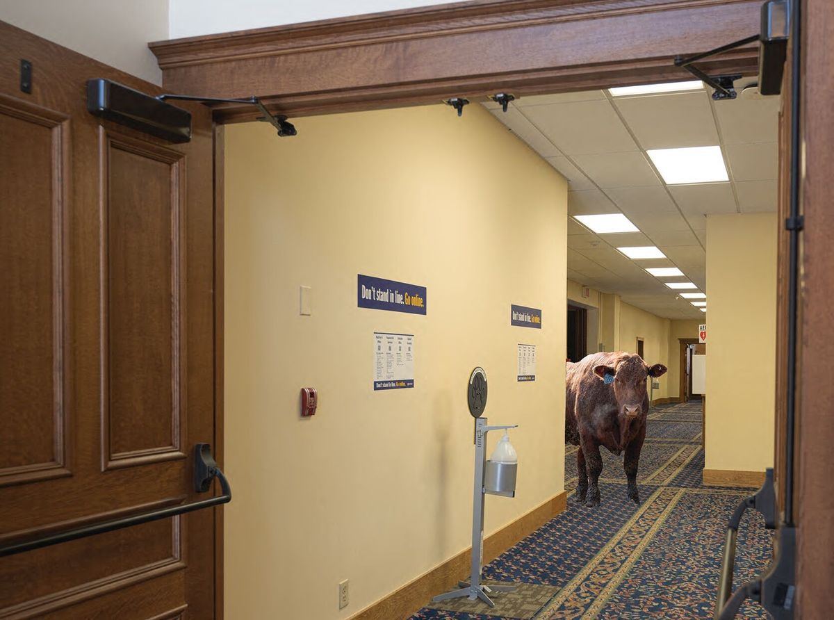 Local cow top suspect in Montana Hall heist