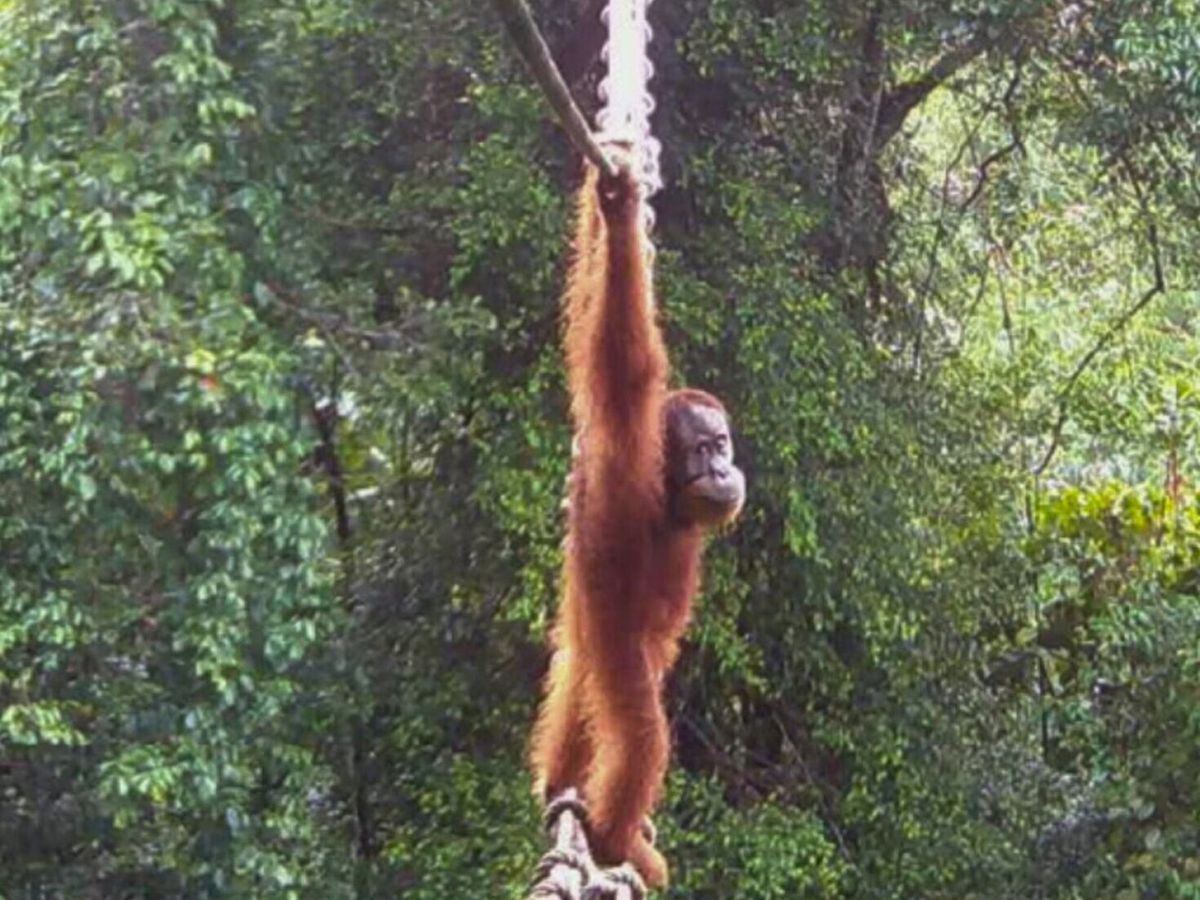 Orangutan uses canopy bridge to cross road in ‘world-first’