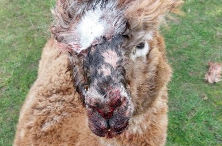 Rottweilers fatally maul four alpacas