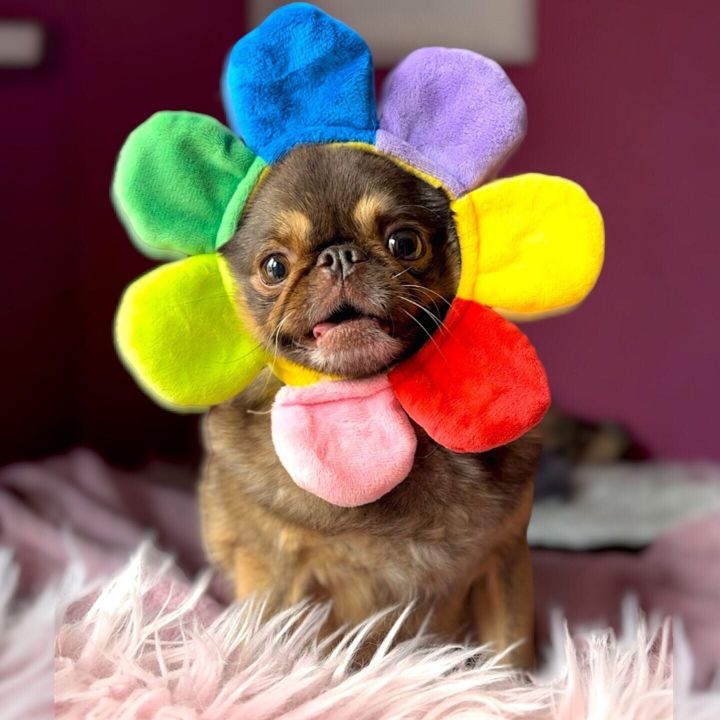 Fans of TikTok famous dog raising funds to pay for pug’s hospital bills