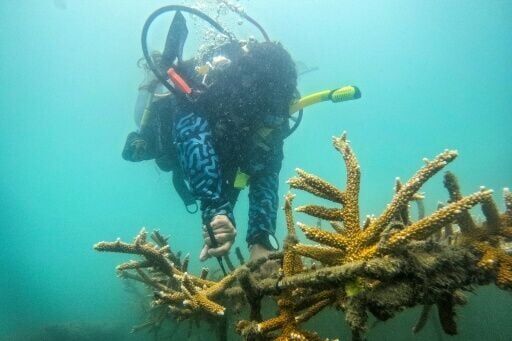 Colombian ex-fisherman swaps trade for saving Caribbean coral