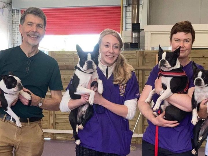 These ‘flat-faced’ dog breeds at risk of deadly condition