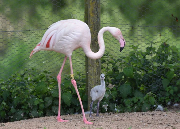 Flamingo chicks hatch at nature reserve