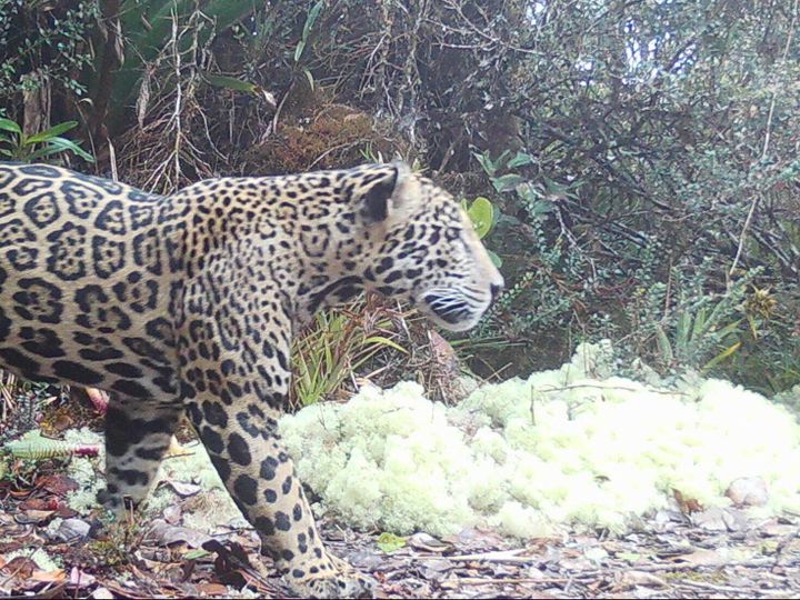 Rare ‘cloud jaguar’ caught on camera for first time in 10 years