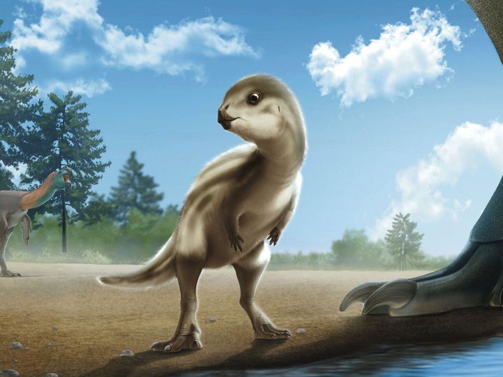Adorable baby dinosaur so cute it’s named after Korean cartoon