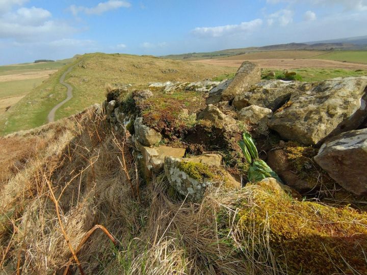 National landmark covered in dog poop bags