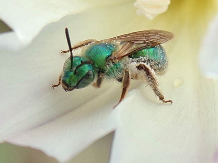 Research reveals why some bees change color with the weather
