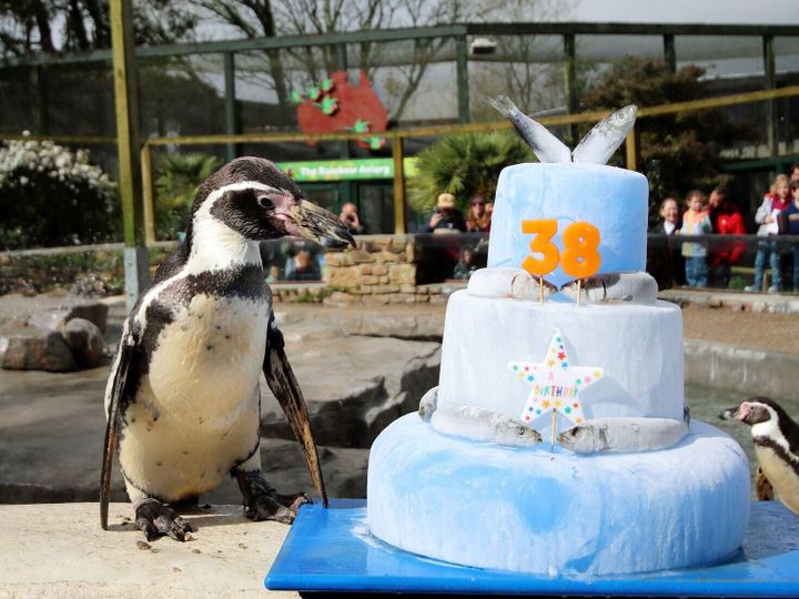 ‘World’s oldest penguin’ celebrates 38 with fish-topped cake