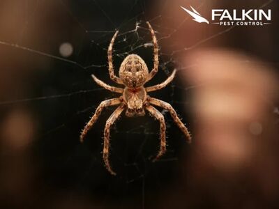 Denver Homeowner Guide: Falkin Pest Control Shares Best Practices for Maintaining a Pest-Free Property