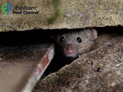 EvoFoam Pest Control Delivers Advanced Eradication Strategies and Reliable Pest Control in West Lake Hills, TX