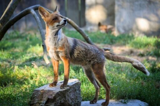 Fantastic Mr Stowaway: fox sails from Britain to New York port