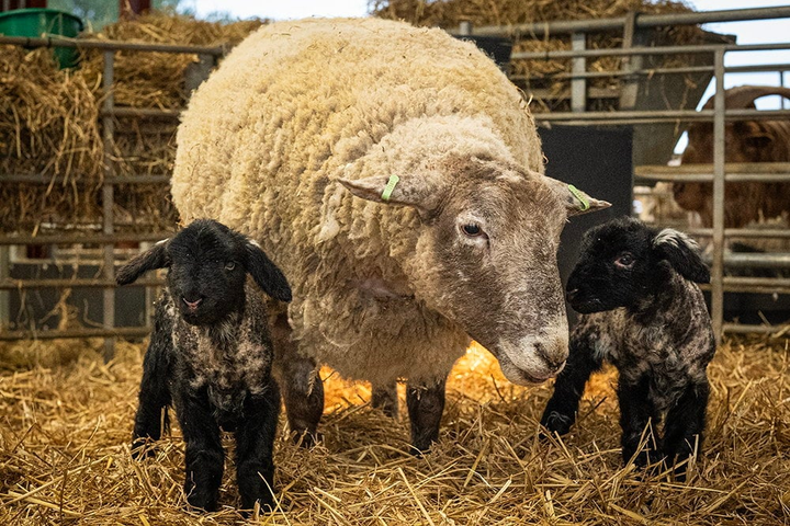 Twin lambs born to ‘loneliest sheep’ given names from ‘Shrek’