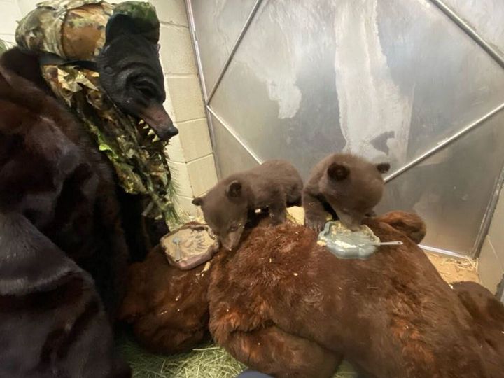 Orphan bear cubs cared for by keepers dressed as mother bear