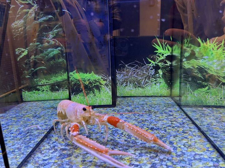 Can lobsters feel pain?