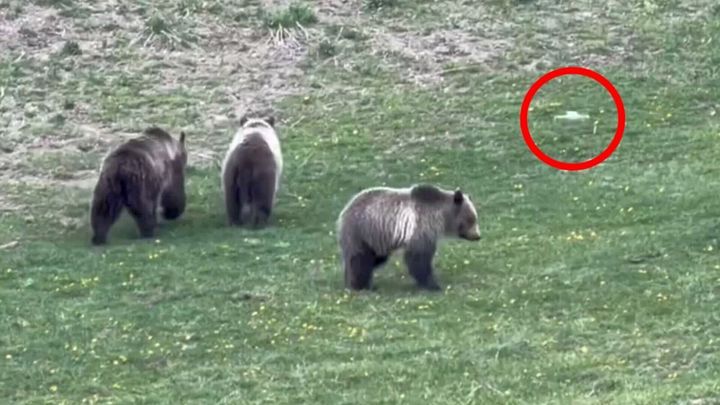Man shoots video of illegal drone harassing grizzly and cubs In Yellowstone