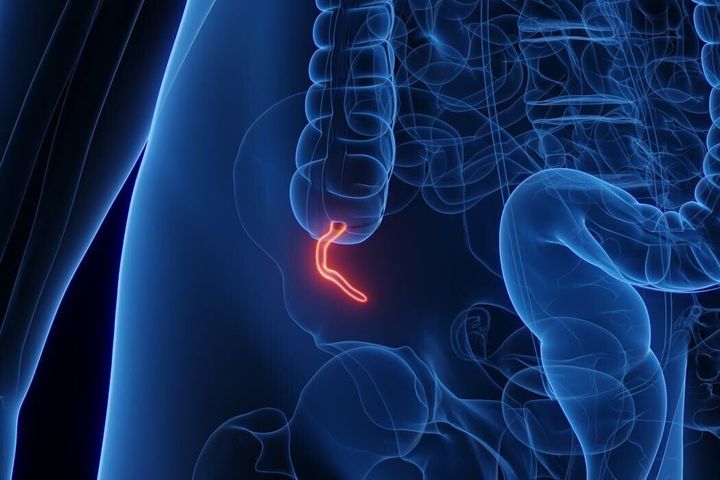 What does the appendix do? Biologists explain the complicated evolution of this inconvenient organ