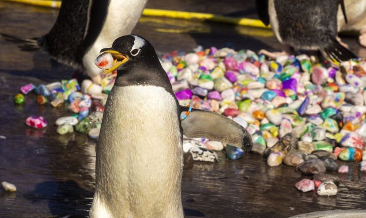 Penguins pick breeding pebbles painted by kids in the hospital