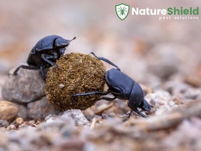 Nature Shield Pest Solutions Shares Expert Pest Control Advice on Protecting Springfield Homes from Local Risks