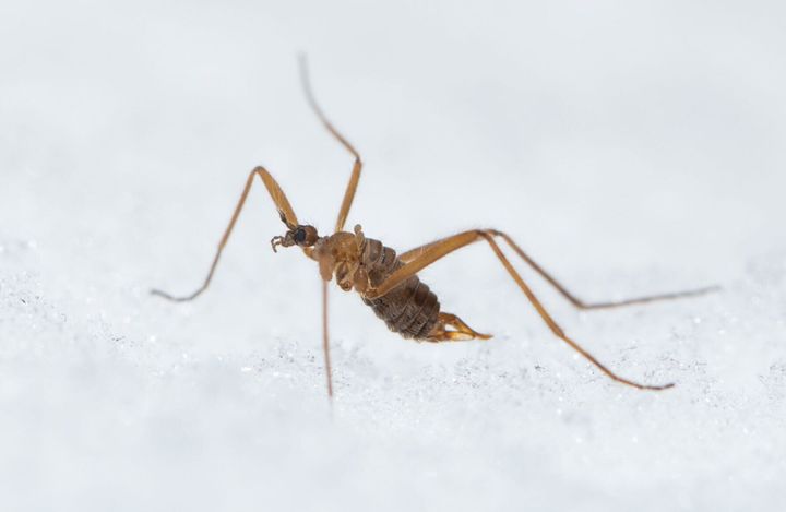 Bug’s ‘mind-boggling’ ability to create heat to avoid freezing to death