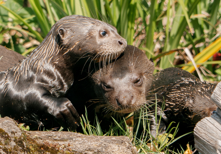 Baby otter triplets go swimming for first time