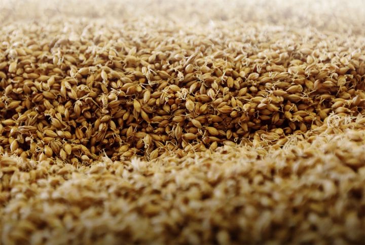 Barley Breeding Program holds sensory evaluation to determine market potential of barley