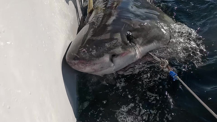 Massive 8-foot great white shark spotted near South Carolina coast