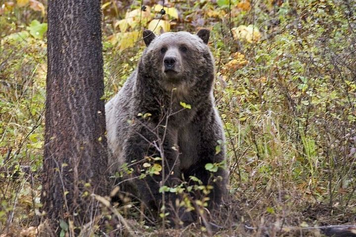 Grinnell Glacier Trail closed after hiker surprised bear in Glacier